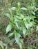 Andrographis paniculata Andrographis paniculata
